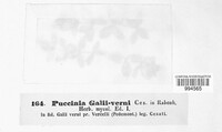 Puccinia galii-verni image
